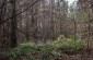 The killing site in the Rozwadówka forest, where 9 Jews and 1 Pole were shot on December 15, 1941 by Wisznice gendarmes. The Jewish victims were buried on the spot, while the body of the Polish man was taken to the cemetery.  ©Les Kasyanov/Yahad - In Unum