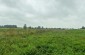 A panoramic picture of the field and the mass graves where the Jews were shot and buried. ©Les Kasyanov/Yahad - In Unum.